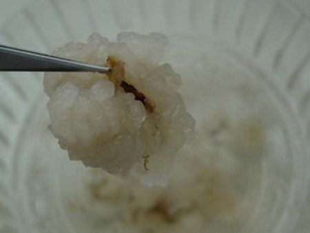 木瓜炖雪蛤做法步骤4