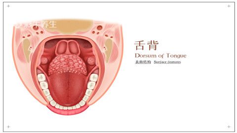 舌苔.jpg